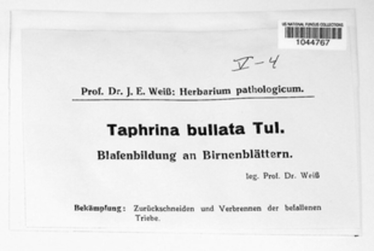 Taphrina bullata image